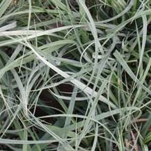 Carex flacca 'Blue Zinger' Carex flacca 'Blue Zinger'