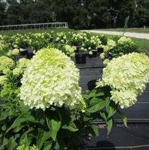 Hydrangea paniculata Little Lime® Hydrangea paniculata Little Lime®