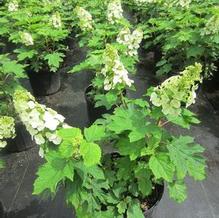 Hydrangea quercifolia 'Ruby Slippers'