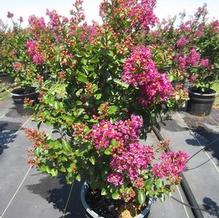 Lagerstroemia First Editions® Purple Magic™