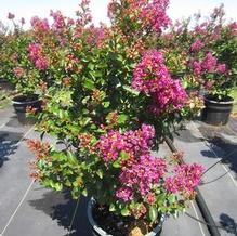 Lagerstroemia First Editions® Purple Magic™ Lagerstroemia First Editions® Purple Magic™