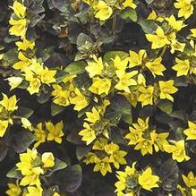 Lysimachia 'Persian Chocolate'