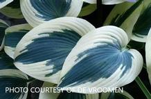 Hosta 'Blue Ivory' Hosta 'Blue Ivory'