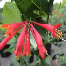 Lonicera s. 'Major Wheeler' Lonicera s. 'Major Wheeler'