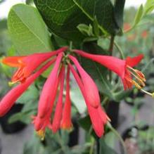 Lonicera 'Major Wheeler'