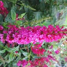 Buddleia 'Miss Molly' Buddleia 'Miss Molly'