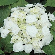 Hydrangea macrophylla Wedding Gown™