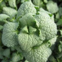 Lamium 'White Nancy' Lamium 'White Nancy'