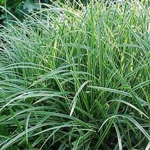 Carex morrowii 'Ice Dance' Carex morrowii 'Ice Dance'