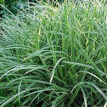 Carex 'Ice Dance'