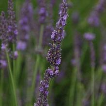 Lavandula 'Phenomenal' Lavandula 'Phenomenal'