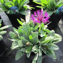 Centaurea montana 'Amethyst Dream' Centaurea montana 'Amethyst Dream'