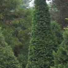 Thuja occidentalis 'North Pole' Thuja occidentalis 'North Pole'