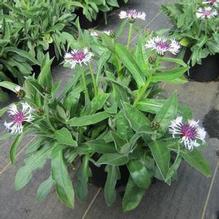 Centaurea 'Amethyst in Snow'