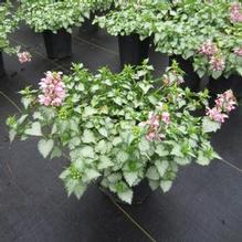 Lamium 'Pink Pewter'