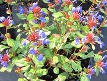 Ceratostigma plumbaginoides Ceratostigma plumbaginoides