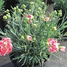 Dianthus 'Coral Reef' Dianthus 'Coral Reef'