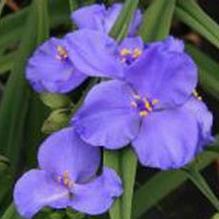 Tradescantia 'Amethyst Kiss' Tradescantia 'Amethyst Kiss'