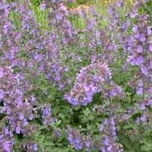 Nepeta 'Junior Walker' Nepeta 'Junior Walker'