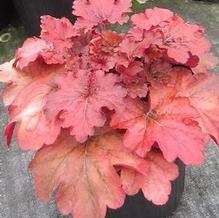 Heuchera 'Fire Alarm' Heuchera 'Fire Alarm'