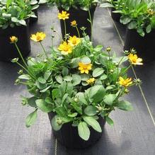 Coreopsis 'Nana' Coreopsis 'Nana'