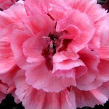 Dianthus 'Sugar Plum'