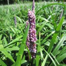 Liriope muscari 'Super Blue' Liriope muscari 'Super Blue'