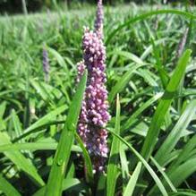 Liriope 'Super Blue'