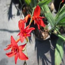 Crocosmia 'Lucifer' Crocosmia 'Lucifer'