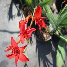 Crocosmia 'Lucifer'