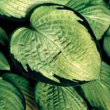 Hosta 'Gold Standard' Hosta 'Gold Standard'