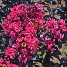 Lagerstroemia First Editions® Midnight Magic™