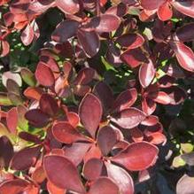Berberis 'Crimson Pygmy' Berberis 'Crimson Pygmy'