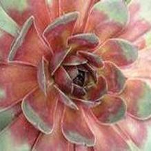 Sempervivum 'Silver King'