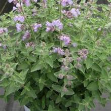 Nepeta 'Cat's Meow'