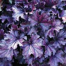 Heuchera 'Forever Purple'