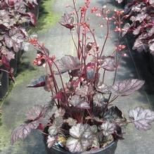 Heuchera 'Glitter' Heuchera 'Glitter'