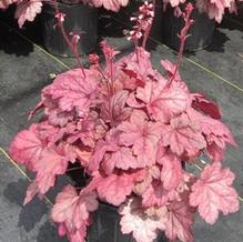 Heuchera 'Grape Soda' Heuchera 'Grape Soda'