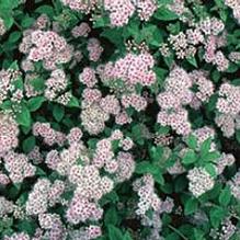Spiraea 'Little Princess' Spiraea 'Little Princess'