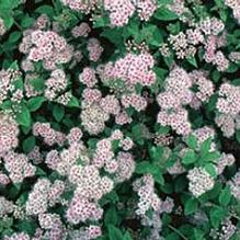 Spiraea 'Little Princess'