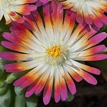 Delosperma 'Ruby' Delosperma 'Ruby'