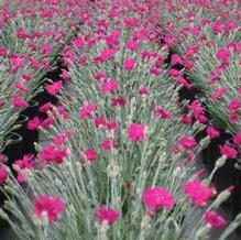 Dianthus 'Neon Star' Dianthus 'Neon Star'