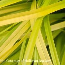 Carex oshimensis 'Everillo' Carex oshimensis 'Everillo'