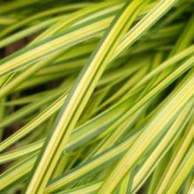 Carex oshimensis 'Eversheen' Carex oshimensis 'Eversheen'