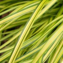 Carex 'Eversheen'