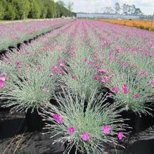 Dianthus 'Firewitch' Dianthus 'Firewitch'