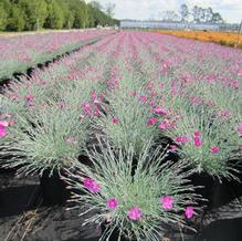 Dianthus 'Firewitch'