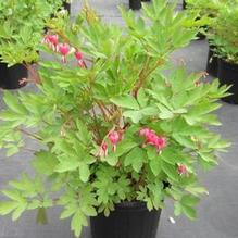 Dicentra spectabilis Dicentra spectabilis