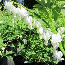 Dicentra spectabilis 'Alba'