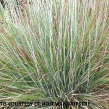 Schizachyrium scoparium 'Standing Ovation' Schizachyrium scoparium 'Standing Ovation'